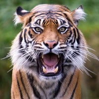 Тигр стоит с открытой пастью, чтобы все оценили его крутость