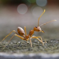 Картинка на аву муравьи