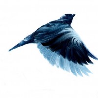 Красивый рисунок красками летящей птицы.