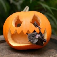 Летучая мышь внутри тыквы для Хэллоуина.