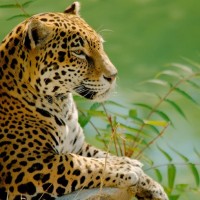 Аватарка леопарды