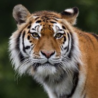 Красивая тигрица смотрит в сторону фотографа