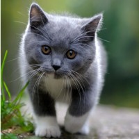 Серый котёнок с белыми носочками идёт по улице.