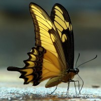 Фото с бабочками
