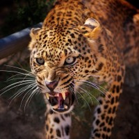 Леопард со злобно открытой пастью выглядит опасно, даже погладить не хочется