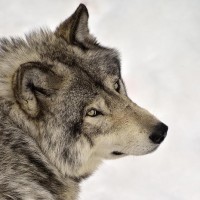 Грустный взгляд волчары из-за падения курса волка на фондовой бирже