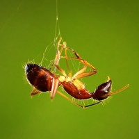 Фото с насекомыми