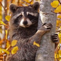 Raccoons images