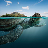 Огромная морская черепаха с островом на панцире