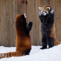 Красные панды стоят на снегу с поднятыми вверх лапами