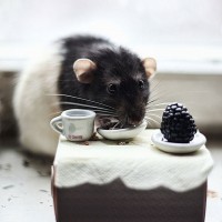 Авы Вконтакте с крысами