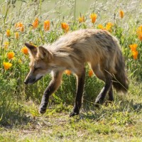Молодая лиса ходит на фоне оранжевых цветов