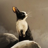 Чёрно-белый кролик стоит на задних лапках и смотрит на летящий шарик