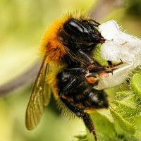 Фотогрфии с пчёлами