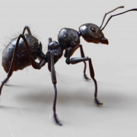 Скачать авы муравьи