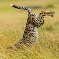 Гепард грациозно прыгает в высокую траву.