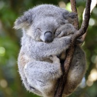 Картинки с коалами