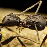 Два чёрных муравья делятся едой.