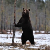 Повседневная жизнь медведя на природе