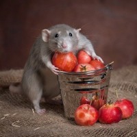 Фото с крысами