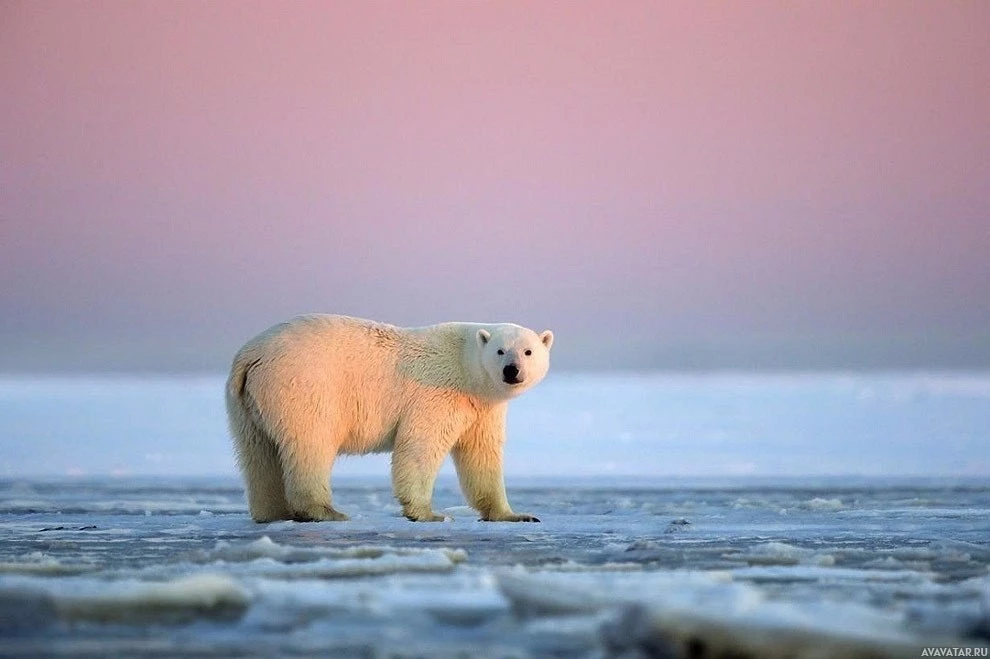 Белый медведь пересекает замерзшие воды