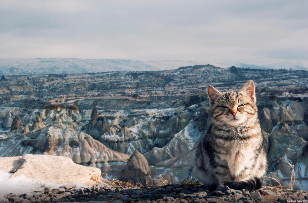 Очаровательная кошка в естественной обстановке