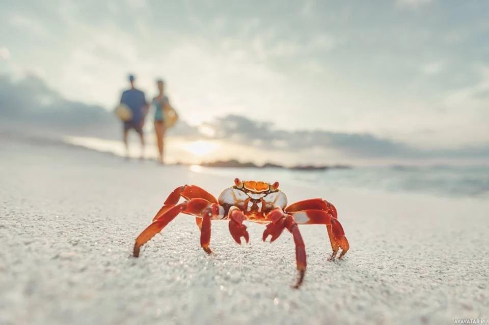 Закат и прибрежные дикие животные