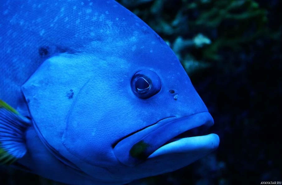 Светящаяся голубая рыба освещена под водой