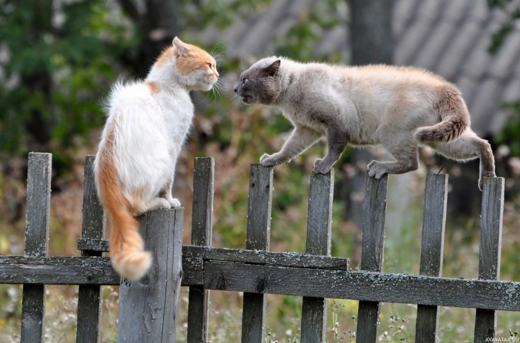 Кошки, взаимодействующие на деревянном заборе