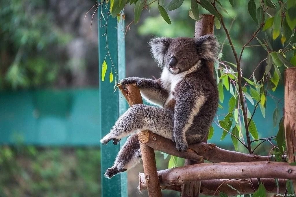 Коала наслаждается на открытом воздухе