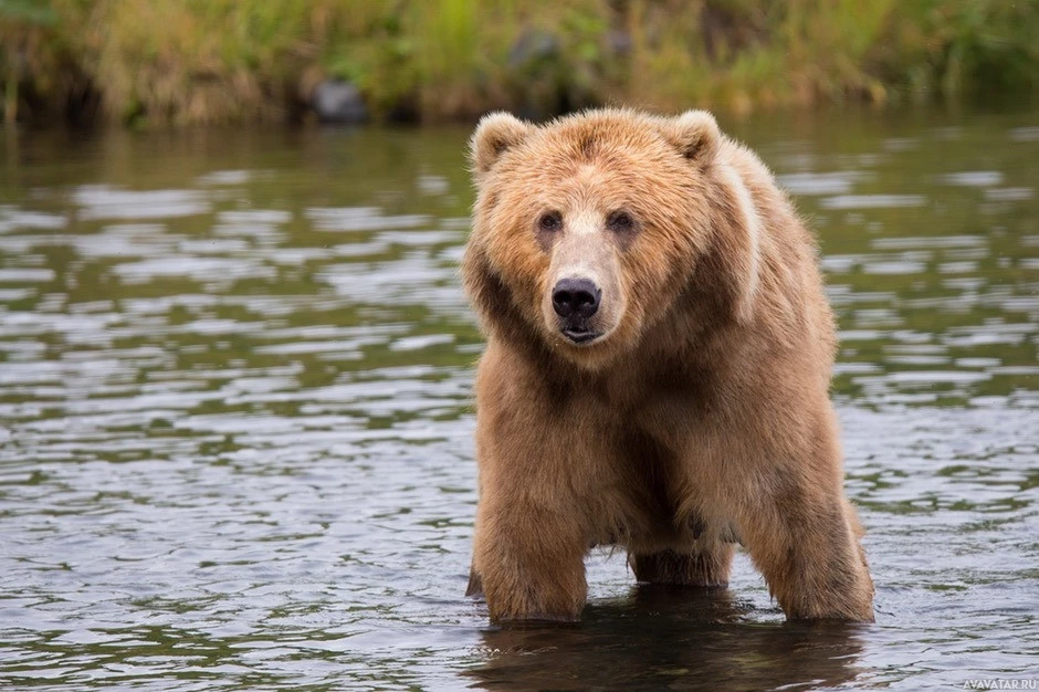 Медведи гризли в воде