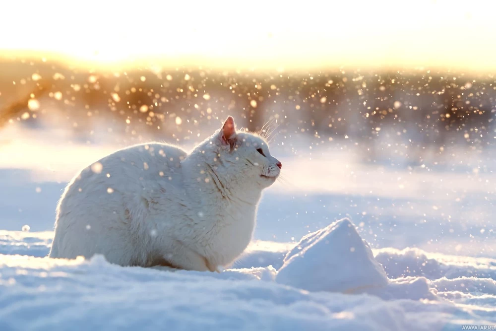 Мягко падающие хлопья для белого кота