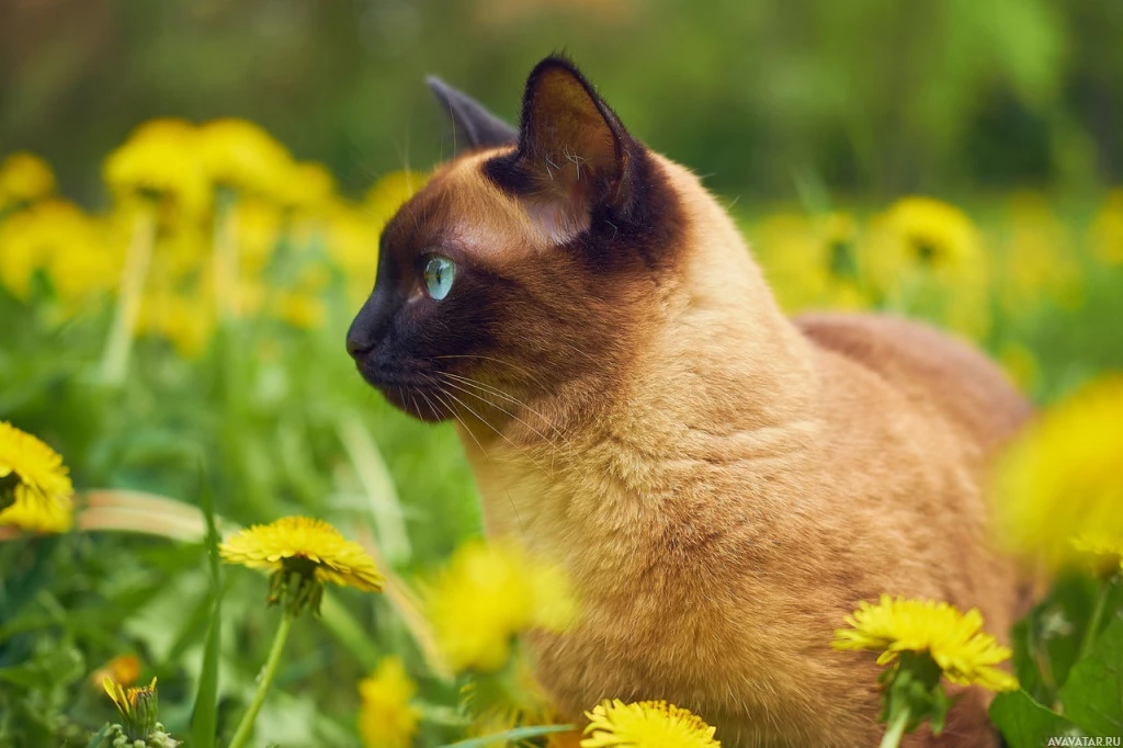 Любознательная кошка, встречающая желтые цветы