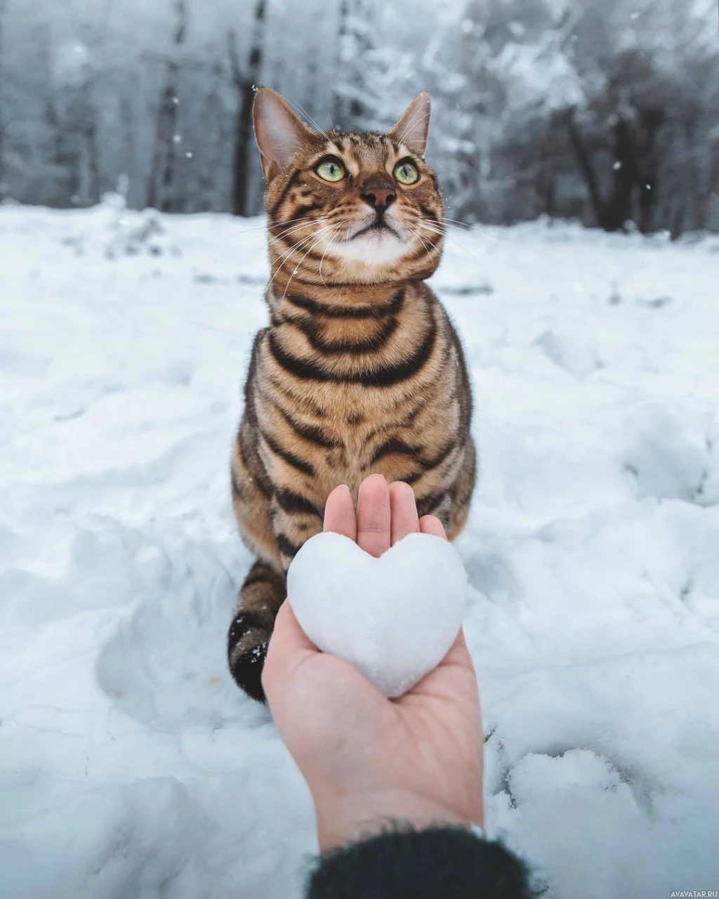 Кошка наслаждается снежным временем