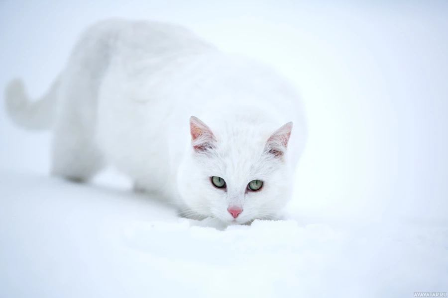 Величественный белый кот, стоящий в снегу