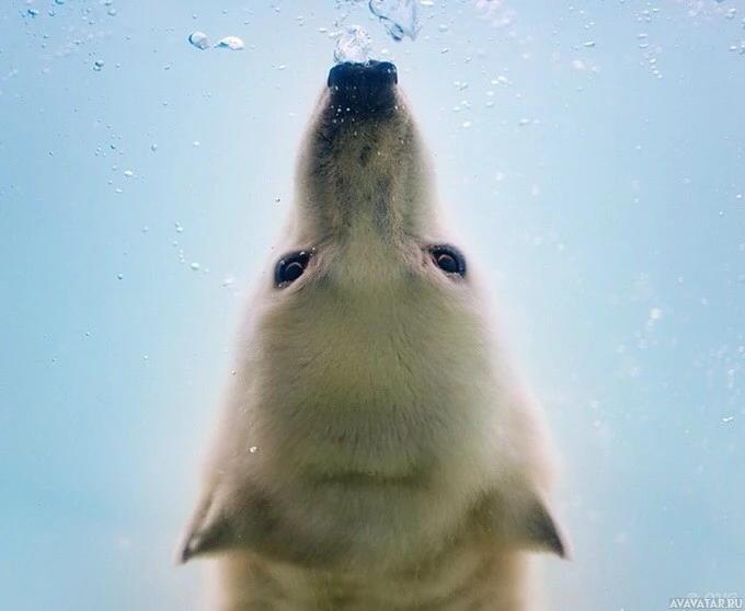 Кристально синяя вода с медведем