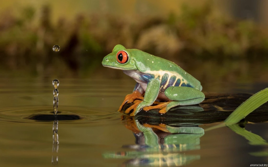 Праздник лягушек на водной растительности