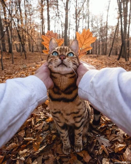 Кошка наслаждается сезонными пейзажами