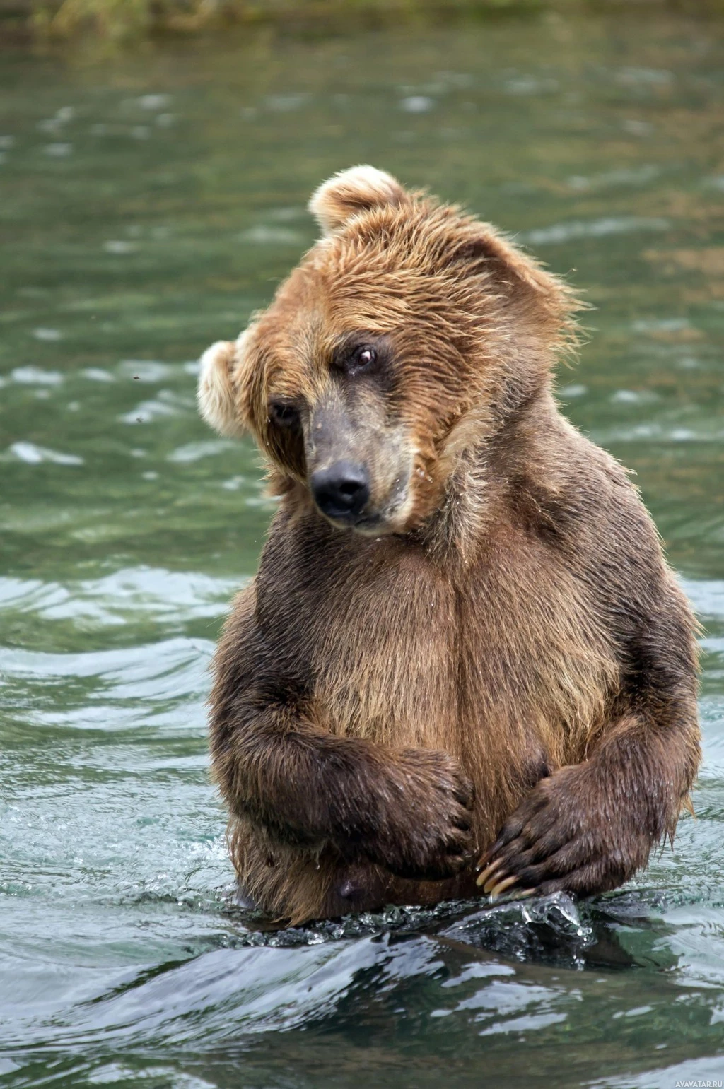 Красивый бурый медведь в воде