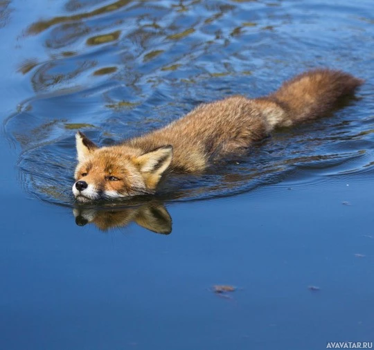 Водяное приключение лисы