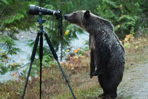 Медведица и ее детеныши исследуют фотоаппарат