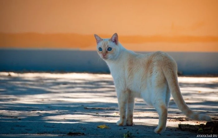 Сиамская кошка наслаждается морским бризом