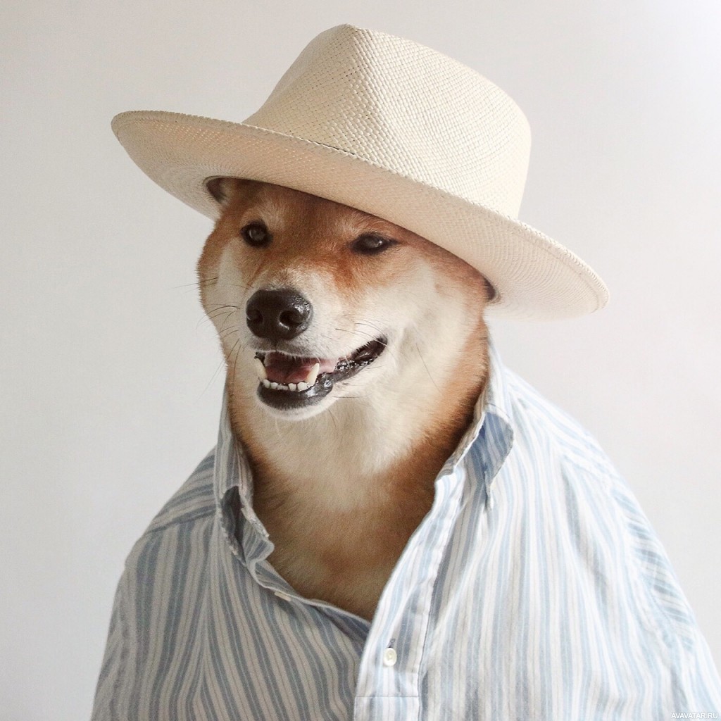 Собачка в шляпе