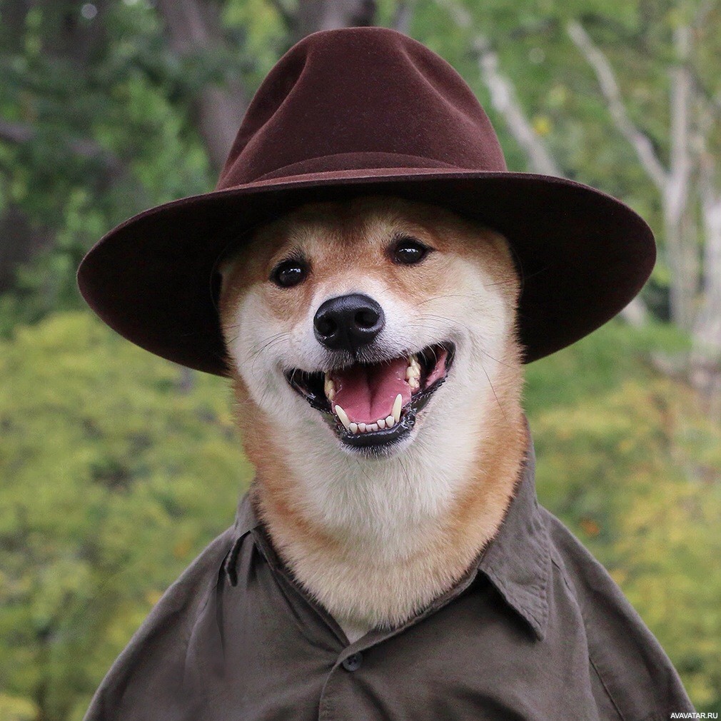 Животные шляпа. Собака в шляпе. Пес в шляпе. Шляпки для собак. Собака в шляпе и очках.