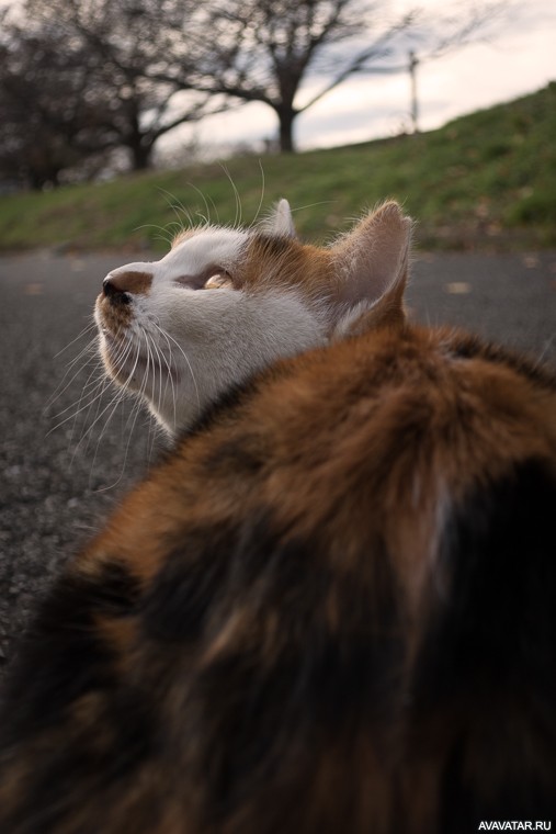 Кошка, которая выглядит так, будто у нее что-то на уме