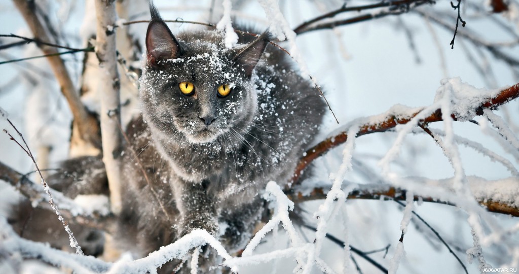 Любопытная кошка в зимней стране чудес