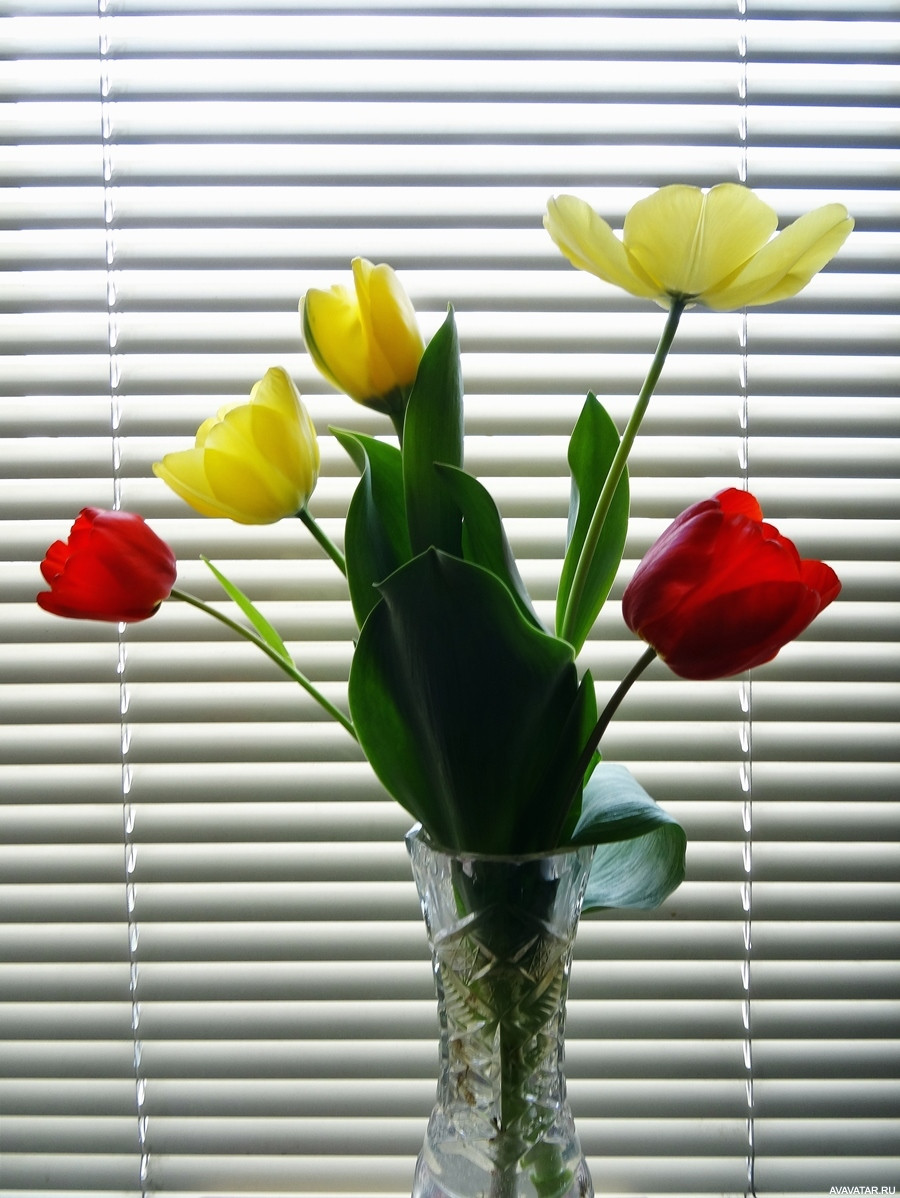Жалюзи и тюльпаны на окне