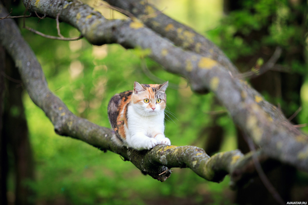 Приключения кота на открытом воздухе