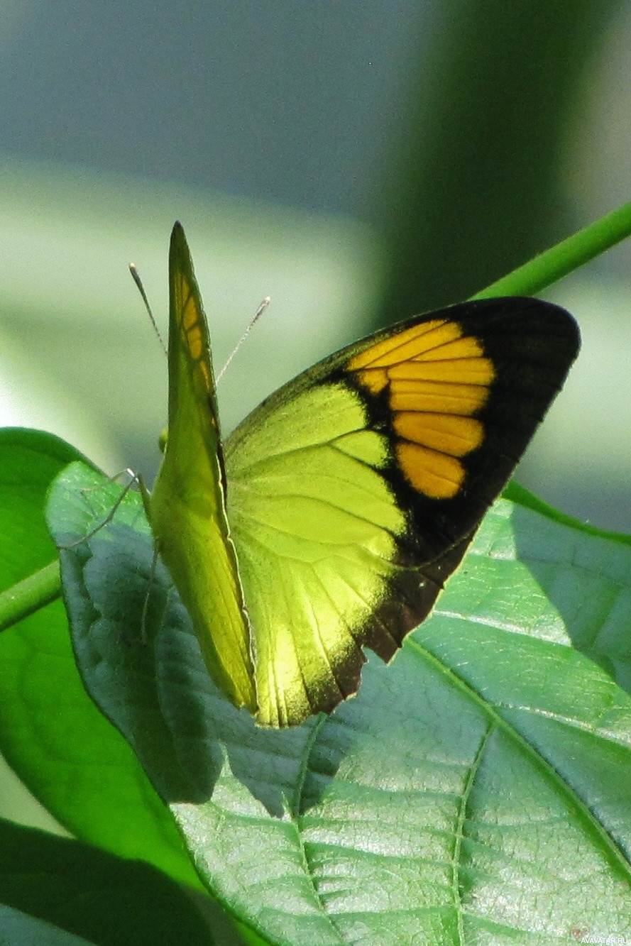 Желто зеленая бабочка. Жёлтая бабочка. Желтая Тропическая бабочка. Крылья бабочки желтые.