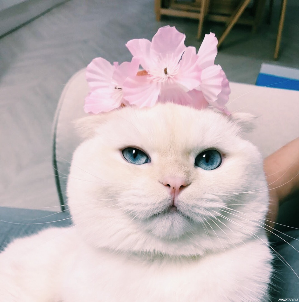 Котик с цветком на голове